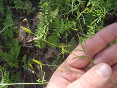 Bidens heterosperma