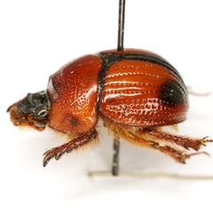 Bolbocerosoma elongatum