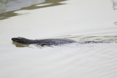 Varanus salvator macromaculatus