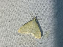 Paracorsia repandalis