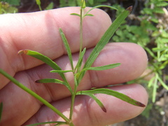 Bidens heterosperma
