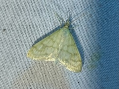 Paracorsia repandalis