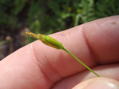 Bidens heterosperma