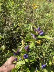 Gentiana clausa