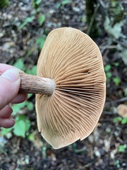 Cortinarius armillatus