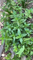 Mentha spicata