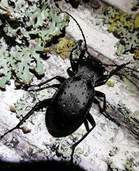 Carabus hortensis