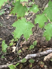 Acer platanoides