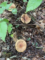 Cortinarius armillatus