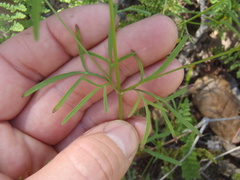 Bidens heterosperma