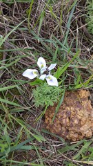 Moraea tripetala