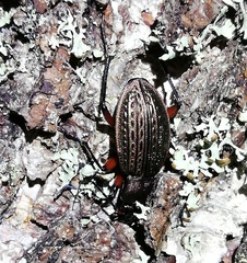 Carabus cancellatus