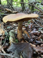 Cortinarius armillatus