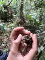 Sclerophrys tuberosa