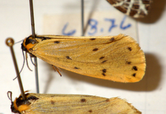 Setina