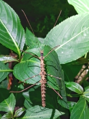 Stheneboea repudiosa