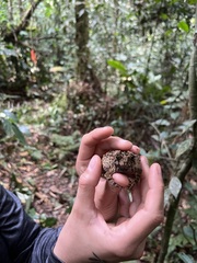 Sclerophrys tuberosa