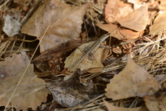 Uta stansburiana elegans