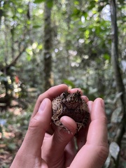 Sclerophrys tuberosa