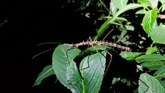 Stheneboea repudiosa