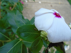 Hentzia