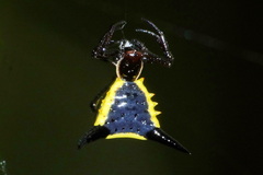 Micrathena pungens