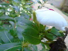 Hentzia