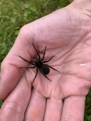 Tigrosa helluo