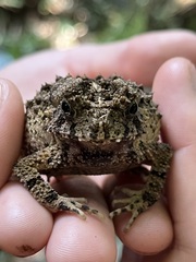 Sclerophrys tuberosa
