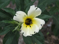Protomeliturga