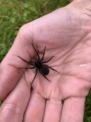 Tigrosa helluo