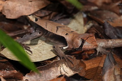 Stenocercus fimbriatus