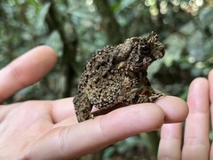 Sclerophrys tuberosa