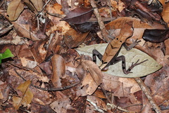 Stenocercus fimbriatus