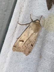 Dichagyris variabilis