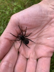 Tigrosa helluo
