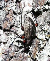 Carabus cancellatus