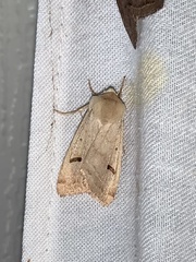 Dichagyris variabilis