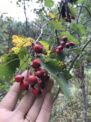 Crataegus chrysocarpa