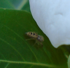 Hentzia