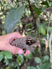Anura