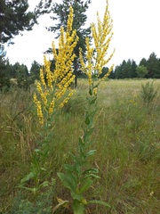 Verbascum lychnitis