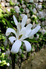 Magnolia kobus