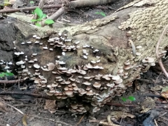 Crepidotus