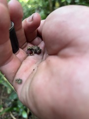 Anura