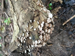 Crepidotus