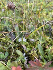 Euphrasia officinalis