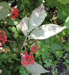 Erysiphe vanbruntiana sambuci-racemosae