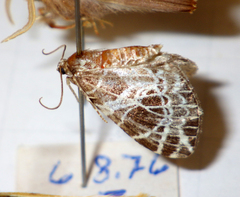 Eustroma reticulata