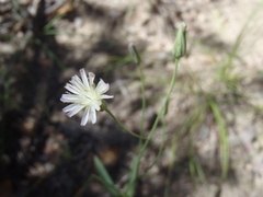 Hieracium carneum